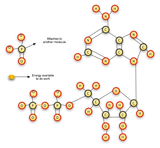 ATP3