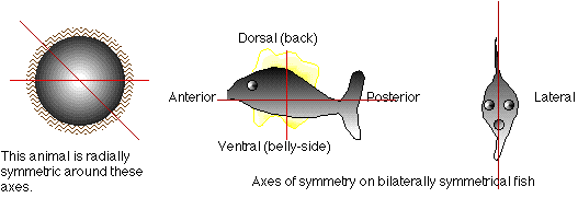 bodyplans