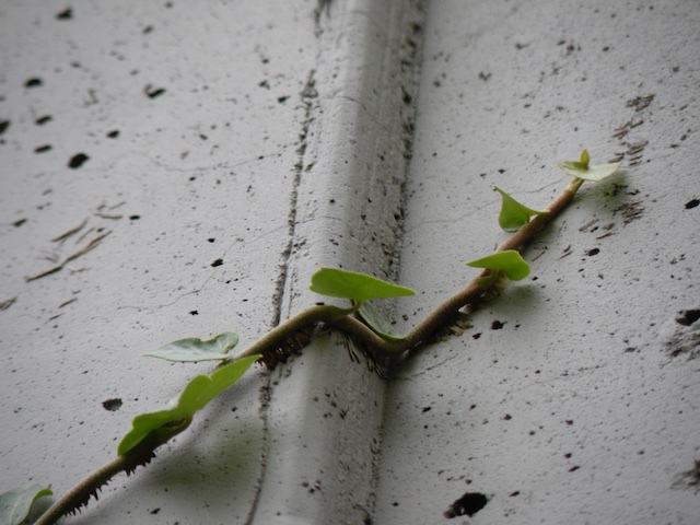 31_ClimbingIvy