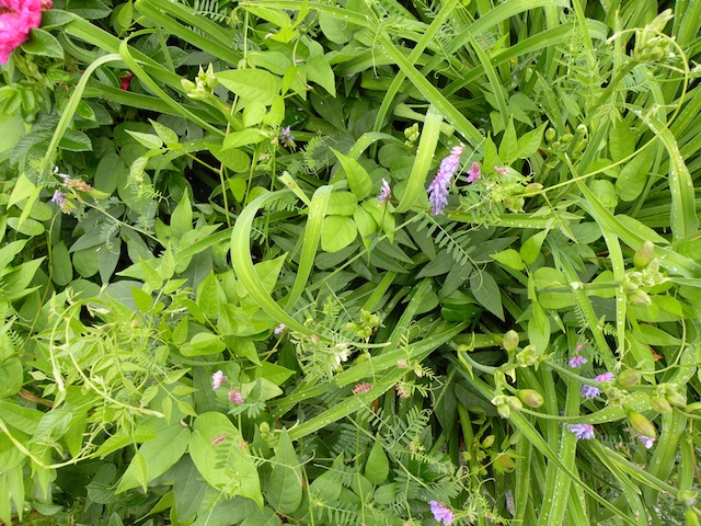 31_DicotMonocotLeaves