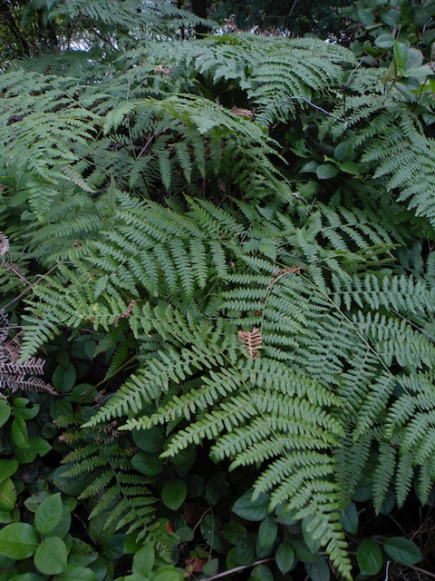 31_Ferns