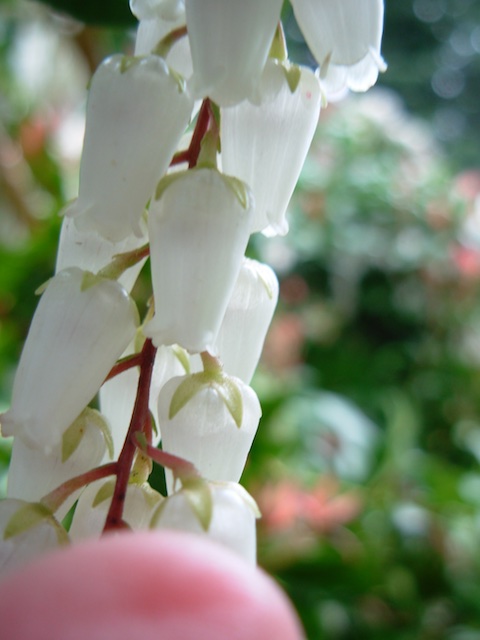 31_SnowBerrySide