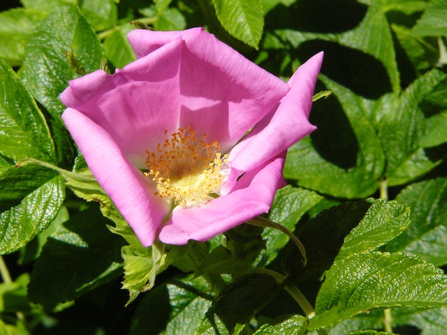 31_WildRose