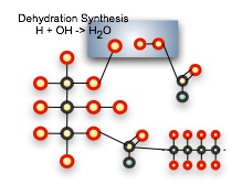 Dehydration synthesis