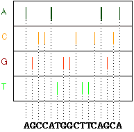 DNA Sequence