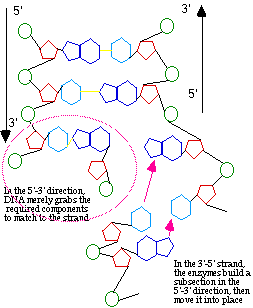 Replication