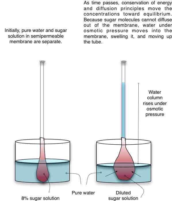 14OsmoticPressure