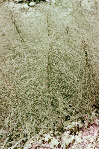 Ferns