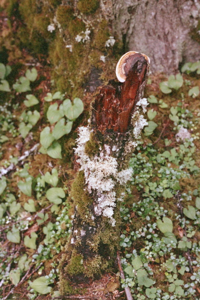 Bryophytes
