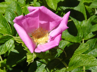 Wild Rose