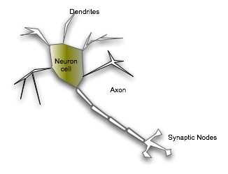 Nerve Cell