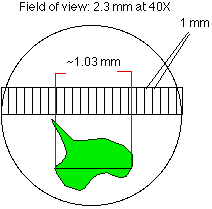 Miscroscope Field of View