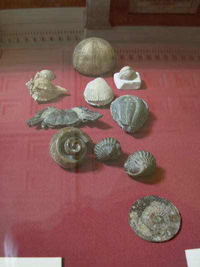 George III's fossil collection from the British Museum